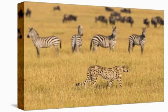 Africa. Tanzania. Cheetah hunting on the plains of the Serengeti, Serengeti National Park.-Ralph H. Bendjebar-Premier Image Canvas