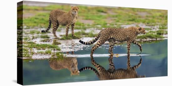 Africa. Tanzania. Cheetahs cross some water at Ndutu, Serengeti National Park.-Ralph H. Bendjebar-Premier Image Canvas