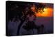 Africa. Tanzania. Colorful setting sun, Serengeti National Park.-Ralph H. Bendjebar-Premier Image Canvas