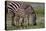 Africa. Tanzania. Female Zebra with colt, Serengeti National Park.-Ralph H. Bendjebar-Premier Image Canvas