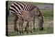 Africa. Tanzania. Female Zebra with colt, Serengeti National Park.-Ralph H. Bendjebar-Premier Image Canvas