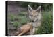 Africa. Tanzania. Golden jackal, Canis aureus, Serengeti National Park.-Ralph H. Bendjebar-Premier Image Canvas