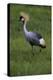 Africa. Tanzania. Grey crowned crane, Balearica regulorum, at Ngorongoro crater.-Ralph H. Bendjebar-Premier Image Canvas