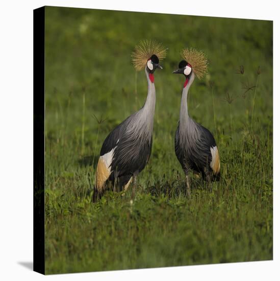 Africa. Tanzania. Grey crowned cranes, Balearica regulorum, at Ngorongoro crater.-Ralph H. Bendjebar-Premier Image Canvas