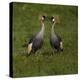 Africa. Tanzania. Grey crowned cranes, Balearica regulorum, at Ngorongoro crater.-Ralph H. Bendjebar-Premier Image Canvas