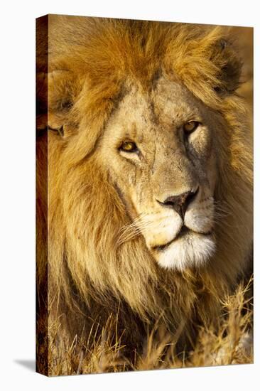 Africa, Tanzania. Headshot of a male lion.-Ellen Goff-Premier Image Canvas