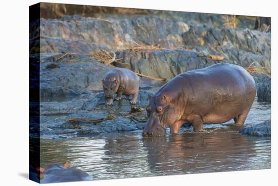 Africa. Tanzania. Hippopotamus, Serengeti National Park.-Ralph H. Bendjebar-Premier Image Canvas