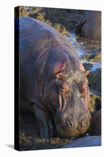 Africa. Tanzania. Hippopotamus, Serengeti National Park.-Ralph H. Bendjebar-Premier Image Canvas