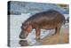 Africa. Tanzania. Hippopotamus, Serengeti National Park.-Ralph H. Bendjebar-Premier Image Canvas