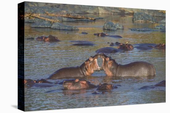 Africa. Tanzania. Hippopotamus, Serengeti National Park.-Ralph H. Bendjebar-Premier Image Canvas