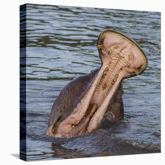 Africa. Tanzania. Hippopotamus yawn, Serengeti National Park.-Ralph H. Bendjebar-Premier Image Canvas