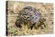 Africa. Tanzania. Leopard tortoise, Stigmochelys pardalis, Serengeti National Park.-Ralph H. Bendjebar-Premier Image Canvas