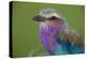 Africa. Tanzania. Lilac-breasted roller in Serengeti National Park.-Ralph H. Bendjebar-Premier Image Canvas