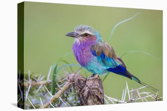 Africa. Tanzania. Lilac-breasted roller in Serengeti National Park.-Ralph H. Bendjebar-Premier Image Canvas