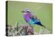 Africa. Tanzania. Lilac-breasted roller in Serengeti National Park.-Ralph H. Bendjebar-Premier Image Canvas