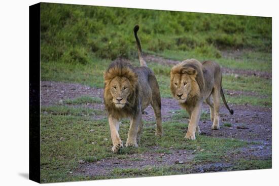 Africa. Tanzania. Male African lions at Ndutu, Serengeti National Park.-Ralph H. Bendjebar-Premier Image Canvas