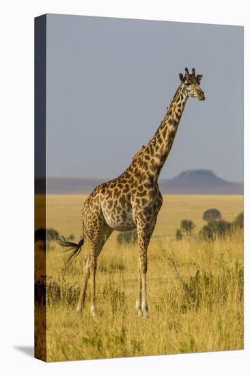 Africa. Tanzania. Masai giraffes at Serengeti National Park.-Ralph H. Bendjebar-Premier Image Canvas