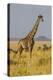 Africa. Tanzania. Masai giraffes at Serengeti National Park.-Ralph H. Bendjebar-Premier Image Canvas