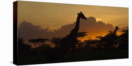 Africa. Tanzania. Masai giraffes at sunset at Ndutu, Serengeti National Park.-Ralph H. Bendjebar-Premier Image Canvas