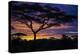 Africa. Tanzania. Morning sunrise at Ndutu, Serengeti National Park.-Ralph H. Bendjebar-Premier Image Canvas