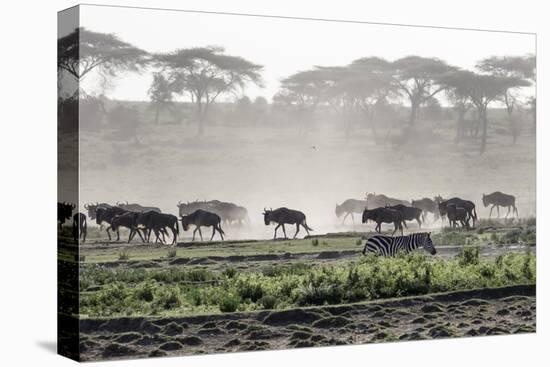 Africa, Tanzania, Ndutu. Wildebeest or Brindled Gnu migration with a single zebra-Charles Sleicher-Premier Image Canvas