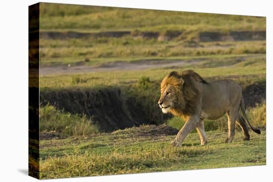 Africa, Tanzania, Ngorongoro Conservation Area. A male lion.-Charles Sleicher-Premier Image Canvas