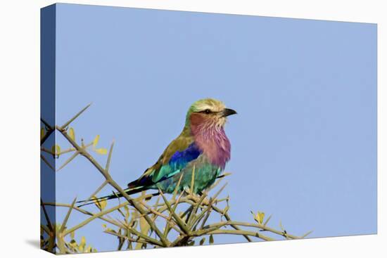 Africa, Tanzania, Ngorongoro Conservation Area. Lilac-breasted Roller in a thorn t tree-Charles Sleicher-Premier Image Canvas