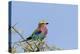 Africa, Tanzania, Ngorongoro Conservation Area. Lilac-breasted Roller in a thorn t tree-Charles Sleicher-Premier Image Canvas