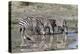 Africa, Tanzania, Ngorongoro Conservation Area. Plains zebras drinking.-Charles Sleicher-Premier Image Canvas