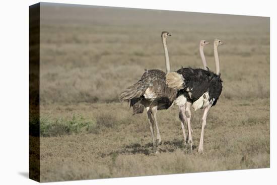 Africa, Tanzania, Ngorongoro Conservation Area. Three male Common Ostrich-Charles Sleicher-Premier Image Canvas
