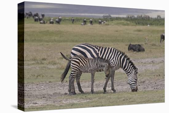 Africa, Tanzania, Ngorongoro Crater. Plain zebras grazing in the crater.-Charles Sleicher-Premier Image Canvas