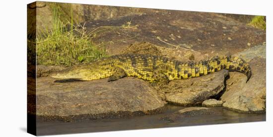 Africa. Tanzania. Nile crocodile basks in the sun at the Mara River, Serengeti National Park.-Ralph H. Bendjebar-Premier Image Canvas