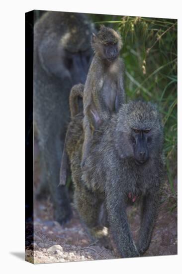 Africa. Tanzania. Olive baboon female with baby at Arusha National Park.-Ralph H. Bendjebar-Premier Image Canvas