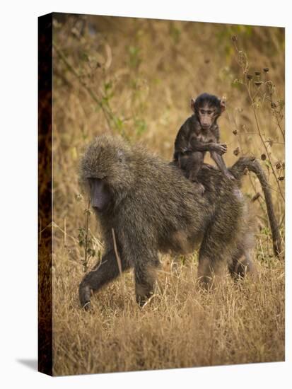 Africa. Tanzania. Olive baboon female with baby at Serengeti National Park.-Ralph H. Bendjebar-Premier Image Canvas