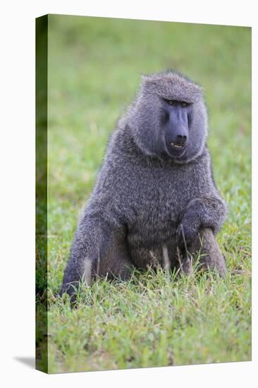 Africa. Tanzania. Olive baboon male at Arusha National Park.-Ralph H. Bendjebar-Premier Image Canvas