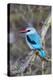 Africa, Tanzania. Portrait of a woodland kingfisher.-Ellen Goff-Premier Image Canvas