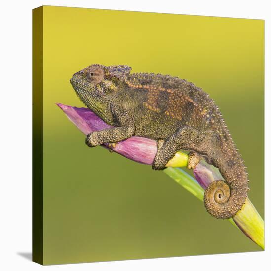 Africa. Tanzania. Rough chameleon, Trioceros rudis, at Ngorongoro crater.-Ralph H. Bendjebar-Premier Image Canvas