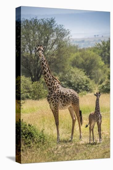 Africa, Tanzania, Serengeti National Park. Giraffe parent and young.-Jaynes Gallery-Premier Image Canvas