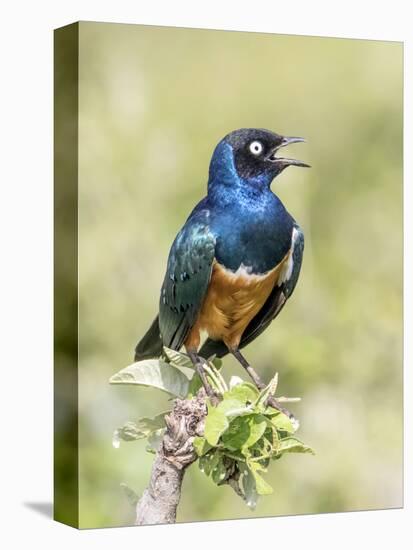 Africa, Tanzania, Serengeti. Superb Starling (Lamprotornis superbus)-Charles Sleicher-Premier Image Canvas