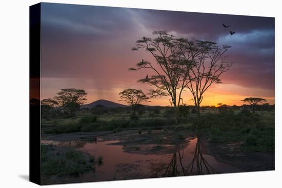 Africa. Tanzania. Sunset lights up a flock of Marabou storks in a marsh, Serengeti National Park.-Ralph H. Bendjebar-Premier Image Canvas