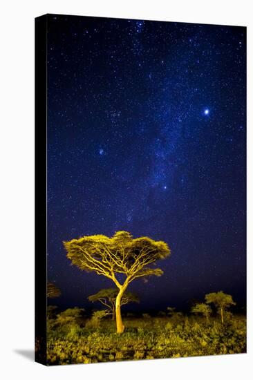 Africa. Tanzania. The Milky Way illuminate the night sky at Ndutu in Serengeti National Park.-Ralph H. Bendjebar-Premier Image Canvas