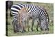 Africa, Tanzania. Two zebra graze with its brownish foal.-Ellen Goff-Premier Image Canvas