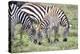 Africa, Tanzania. Two zebra graze with its brownish foal.-Ellen Goff-Premier Image Canvas