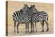 Africa, Tanzania. Two zebra stand together close to a third one.-Ellen Goff-Premier Image Canvas
