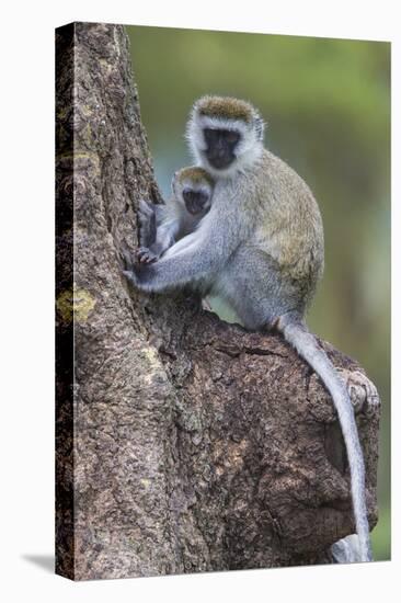 Africa. Tanzania. Vervet monkey female and juvenile at Ngorongoro Crater.-Ralph H. Bendjebar-Premier Image Canvas