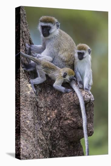 Africa. Tanzania. Vervet monkey female and juvenile at Ngorongoro Crater.-Ralph H. Bendjebar-Premier Image Canvas