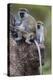 Africa. Tanzania. Vervet monkey female and juvenile at Ngorongoro Crater.-Ralph H. Bendjebar-Premier Image Canvas