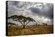 Africa. Tanzania. Views of the savanna, Serengeti National Park.-Ralph H. Bendjebar-Premier Image Canvas