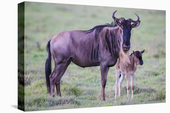 Africa. Tanzania. Wildebeest birthing during the Migration, Serengeti National Park.-Ralph H. Bendjebar-Premier Image Canvas