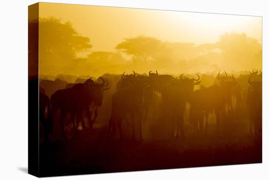 Africa. Tanzania. Wildebeest during the Migration, Serengeti National Park.-Ralph H. Bendjebar-Premier Image Canvas